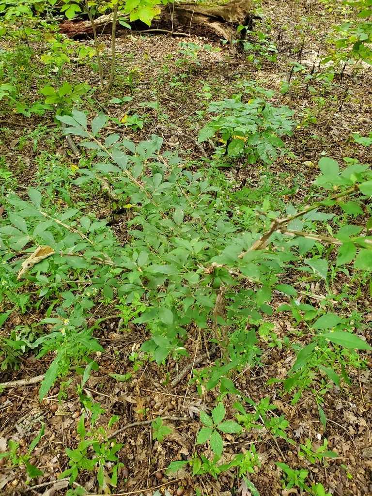 Euonymus Alatus