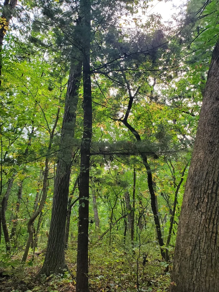 Pinus Strobus