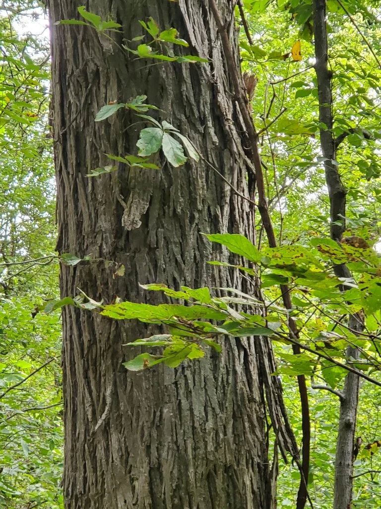 Carya Ovata