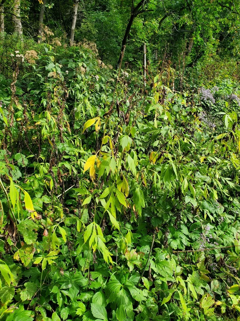 Rudbeckia Laciniata