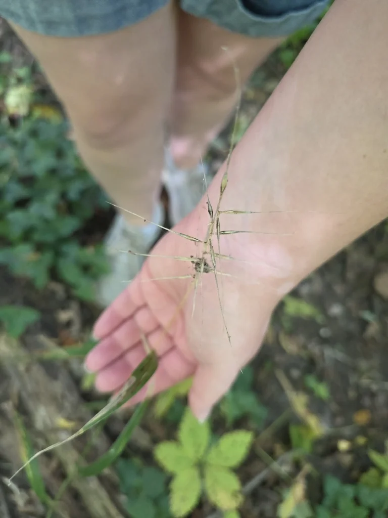 Elymus Hystrix