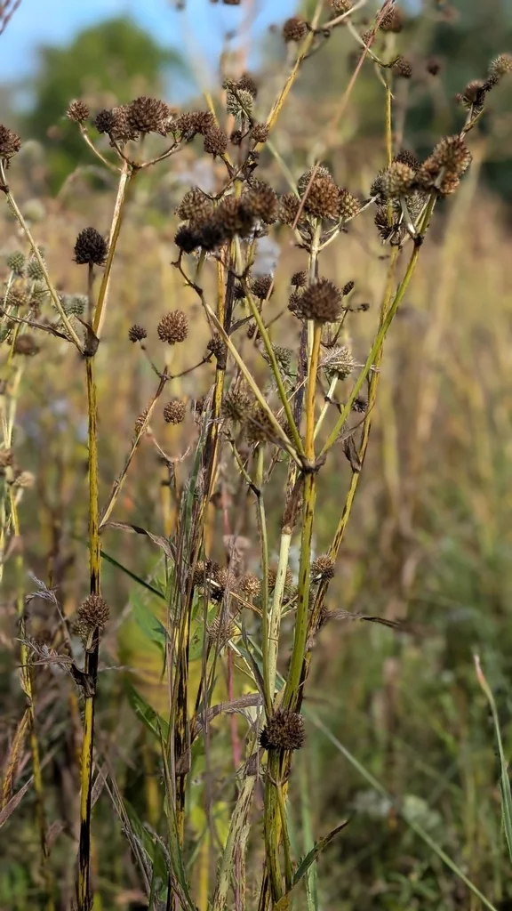 Eryngium Yuccifolium