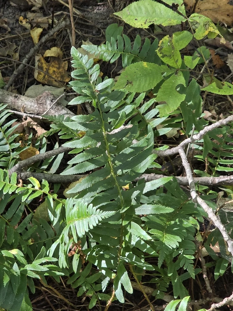 Polystichum Acrostichoides