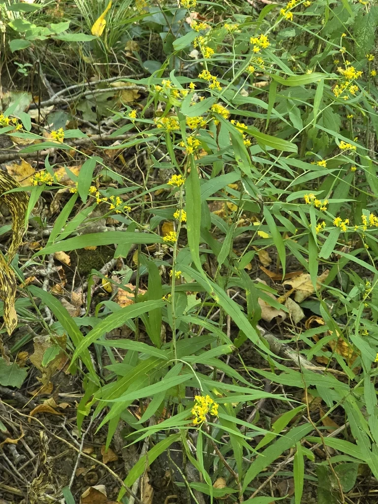 Solidago Caesia