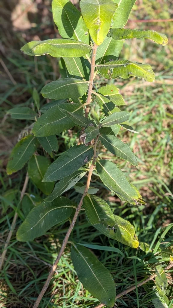 Asclepias Syriaca