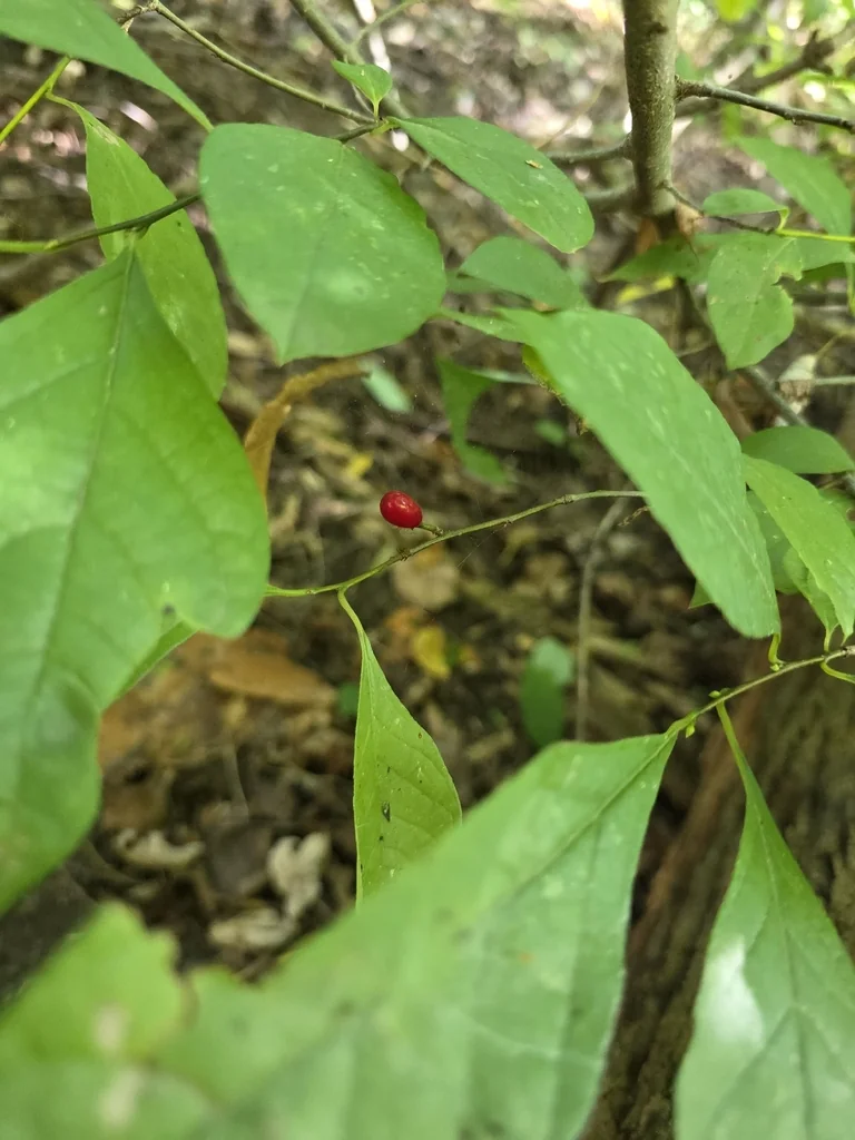 Lindera Benzoin