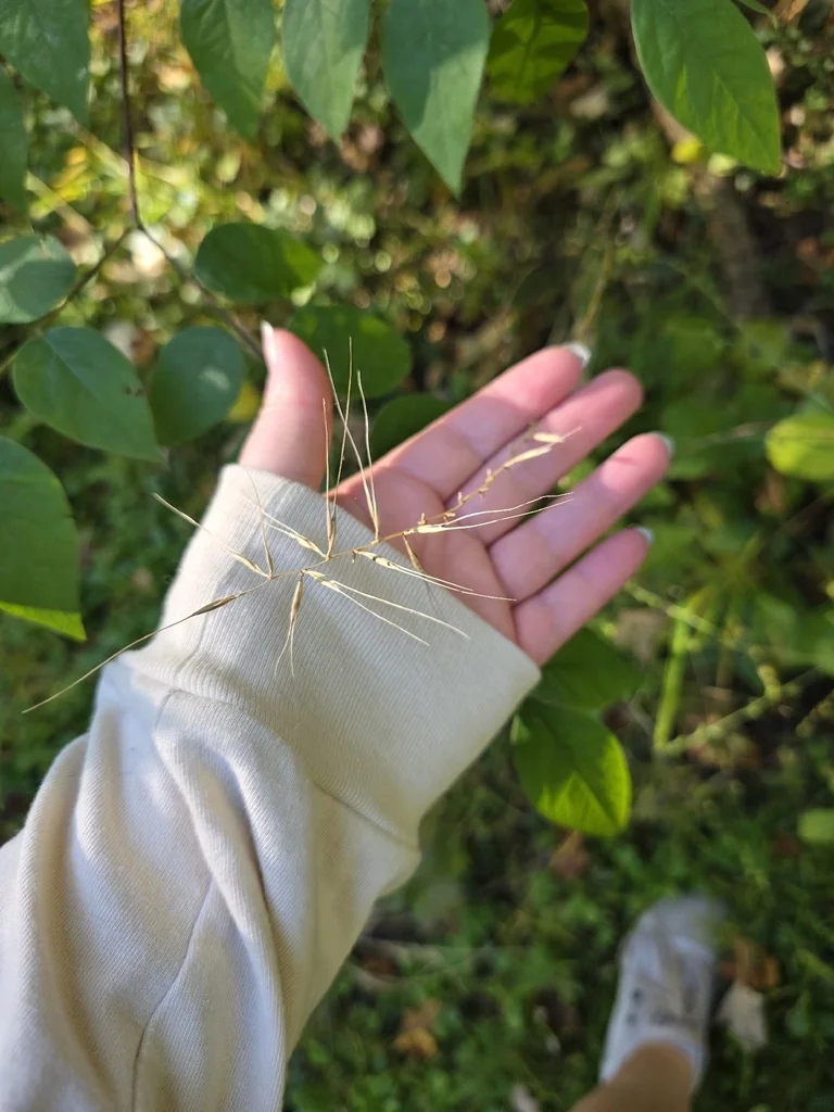 Elymus Hystrix