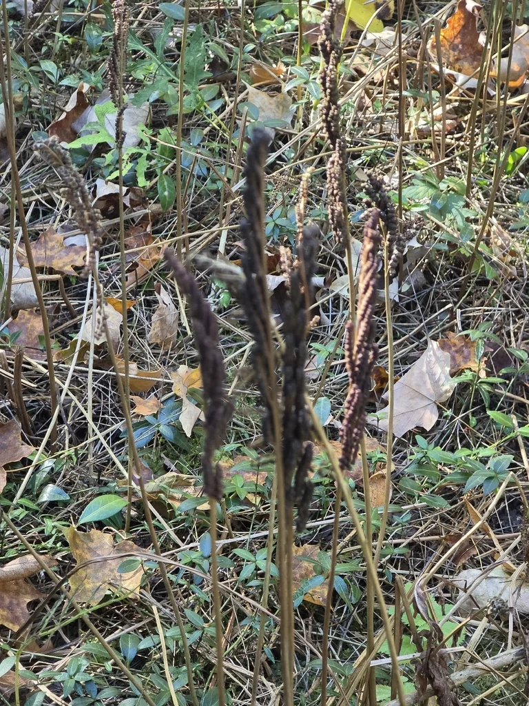 Onoclea Sensibilis
