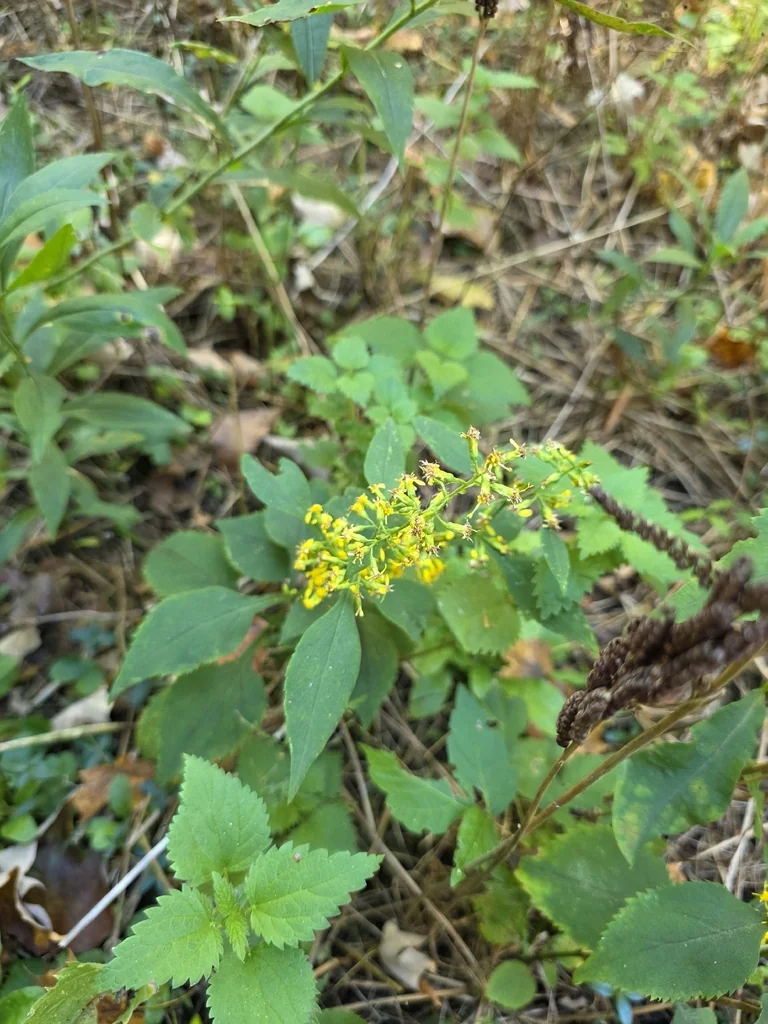 Solidago Flexicaulis