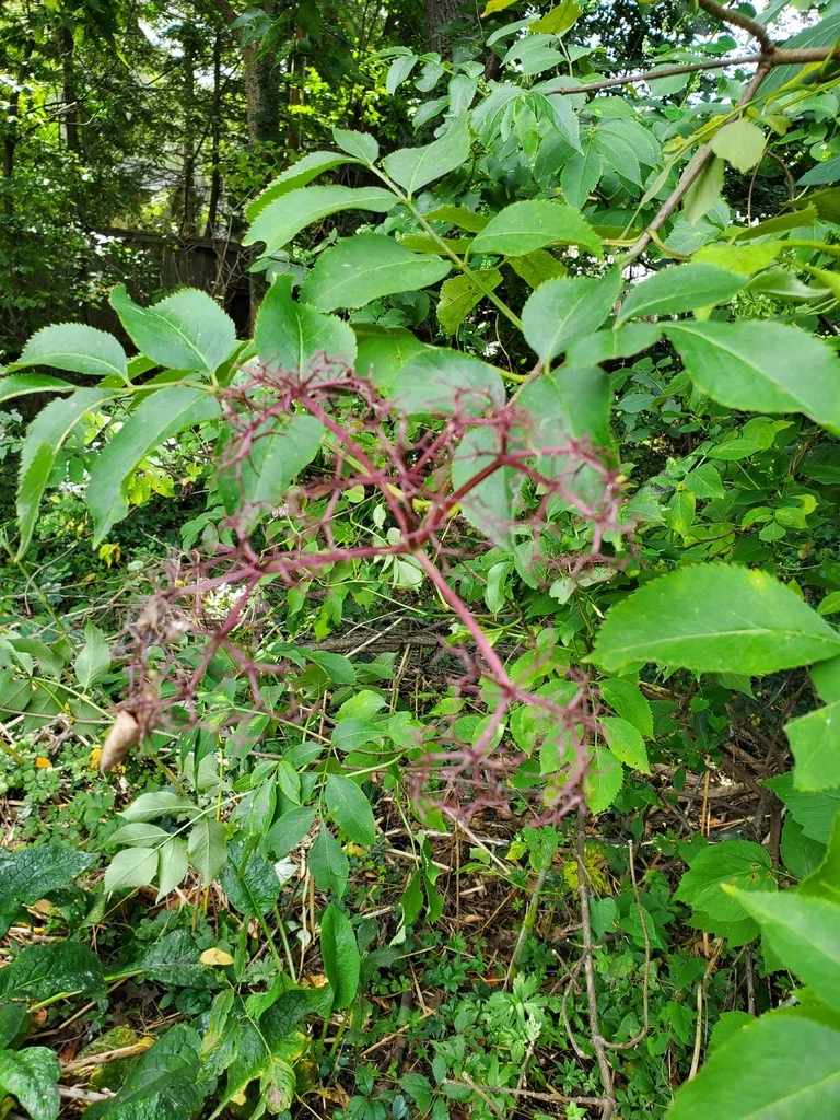 Sambucus Canadensis