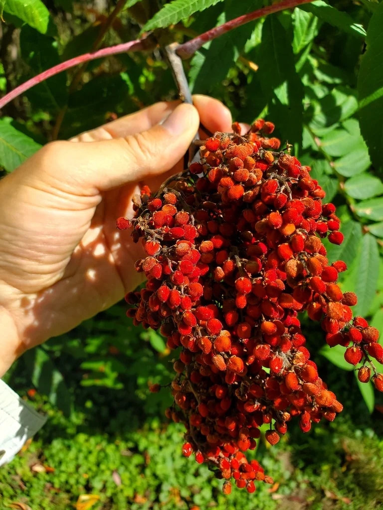 Rhus Glabra