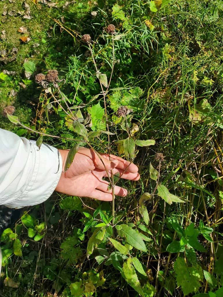 Monarda fistulosa