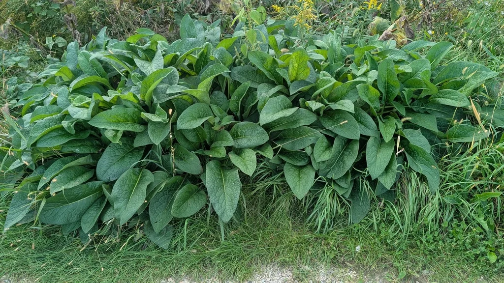 Symphytum Officinale