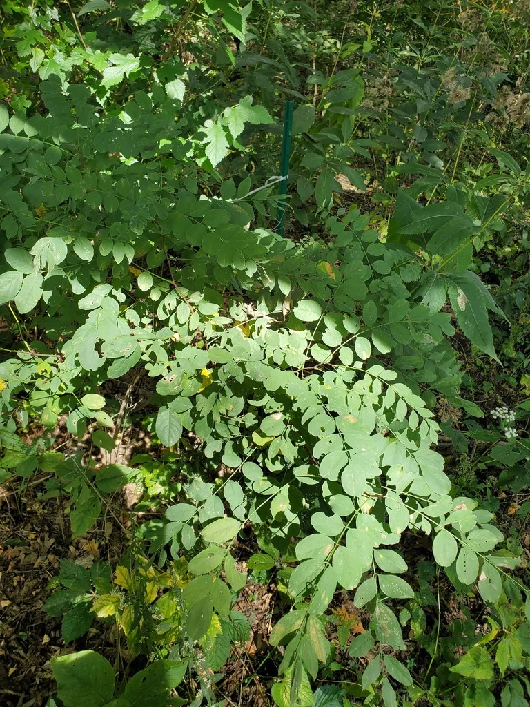 Robinia Pseudoacacia