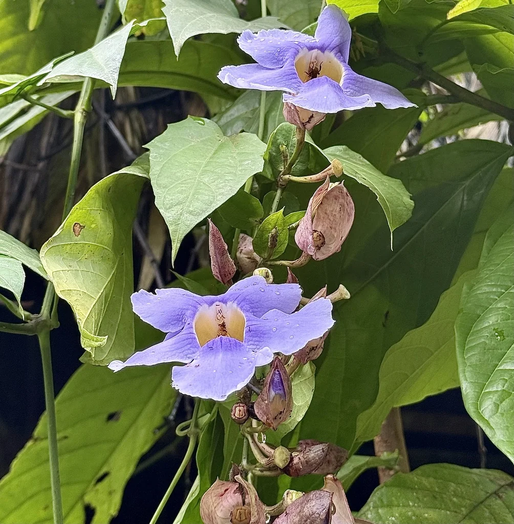Thunbergia Grandiflora