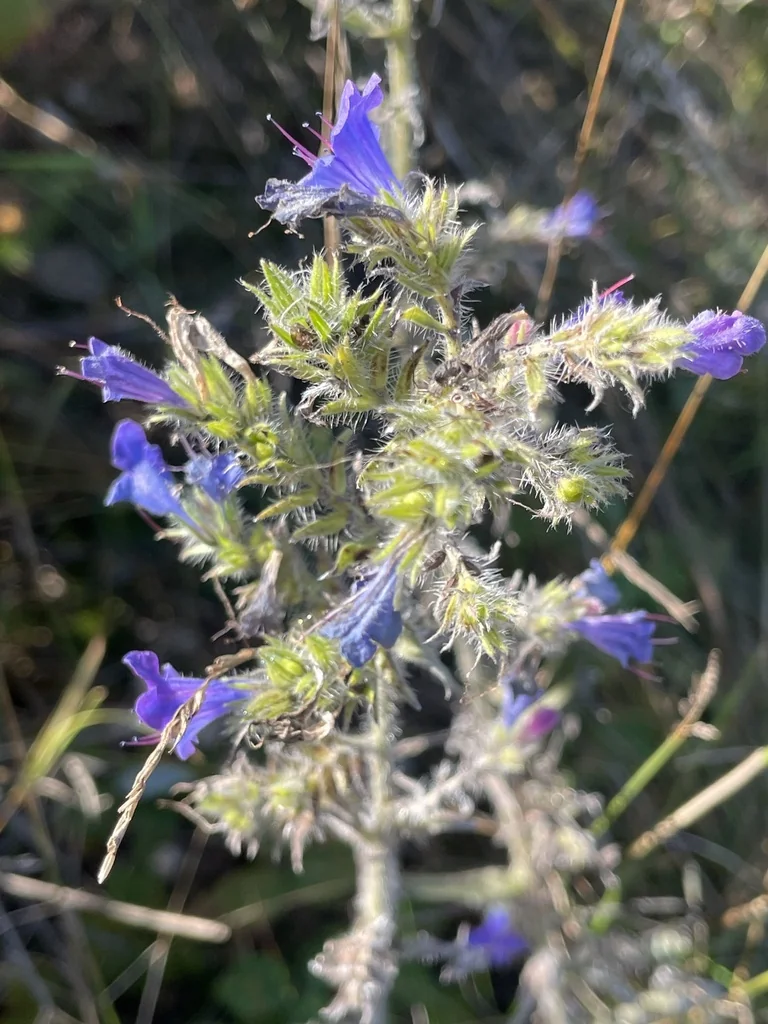 Echium Vulgare