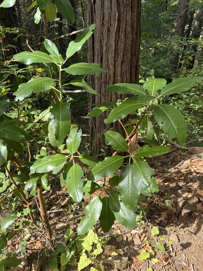 Arbutus Menziesii