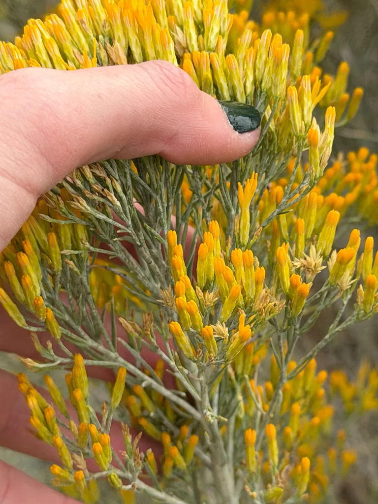 Chrysothamnus Nauseosus