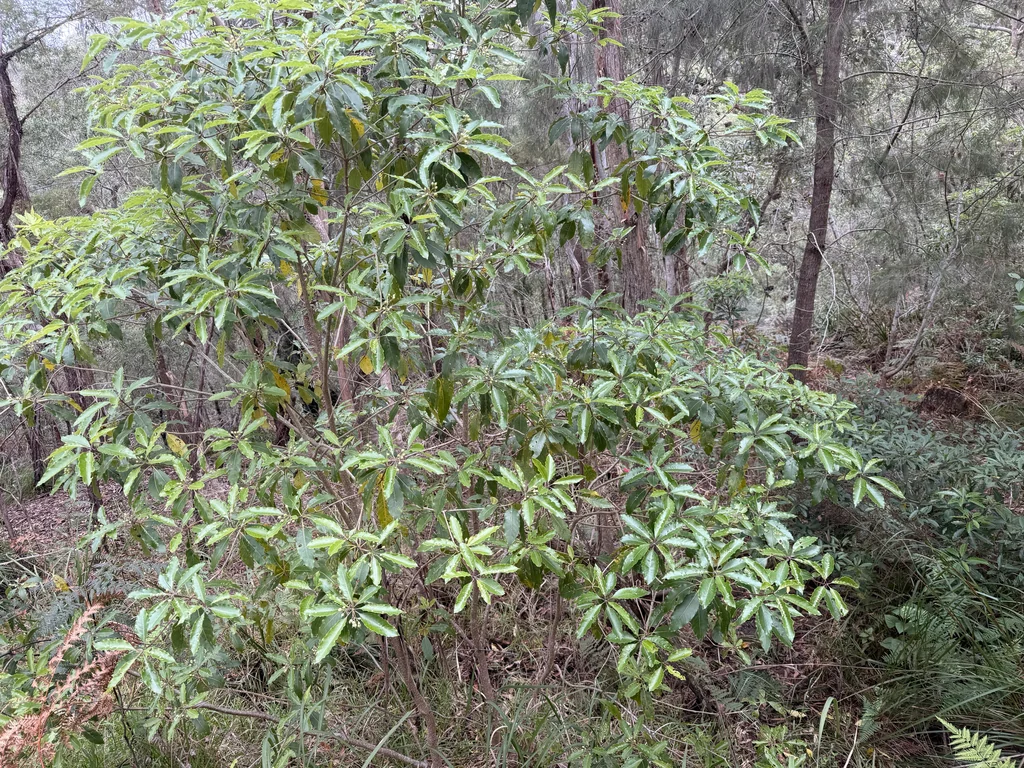 Pittosporum Undulatum