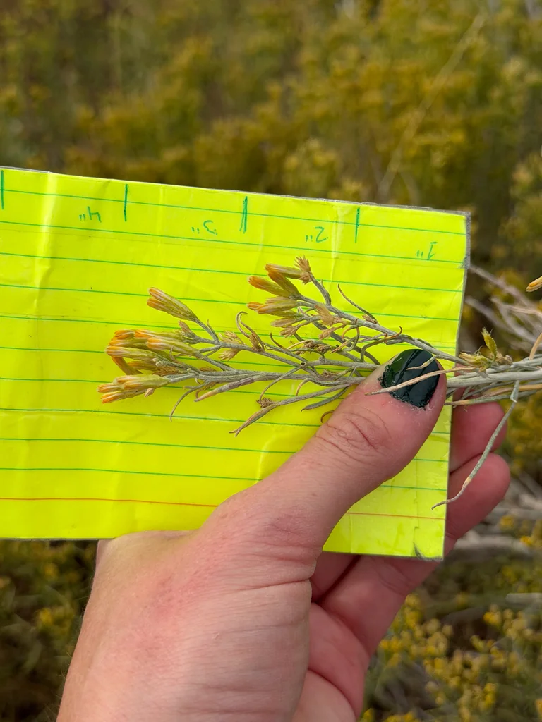 Chrysothamnus Nauseosus