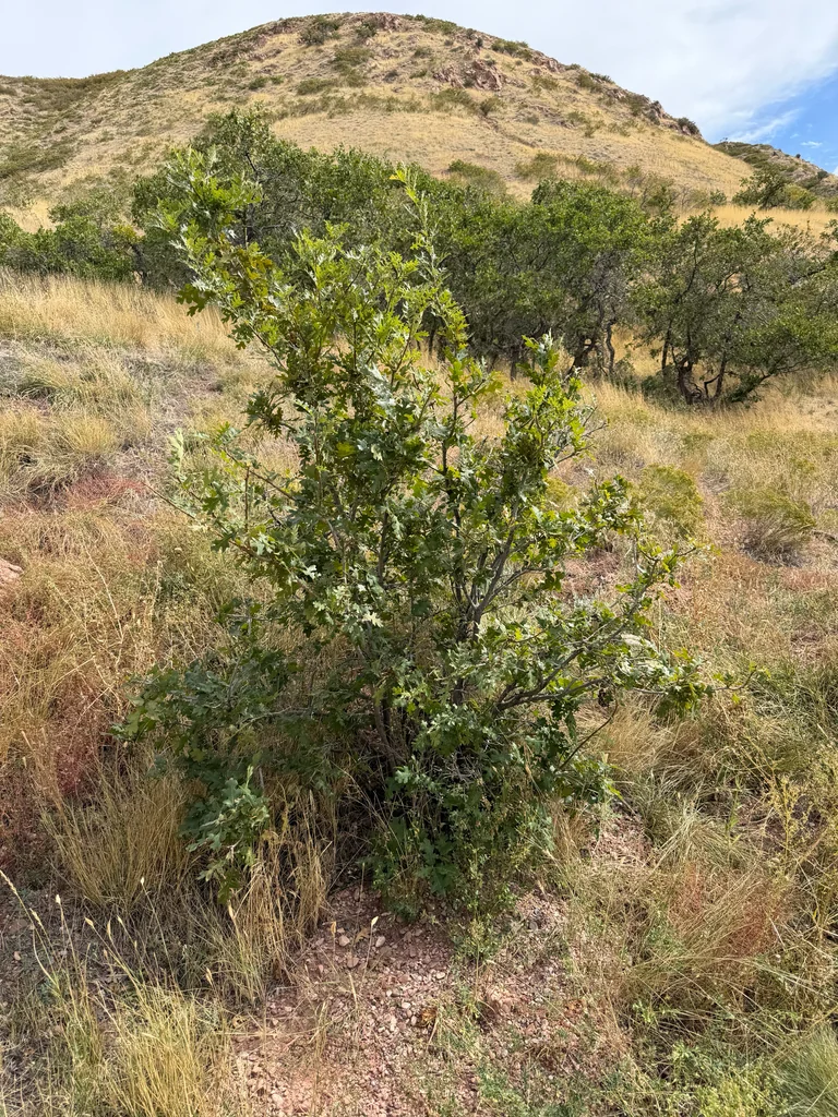 Quercus Gambelii