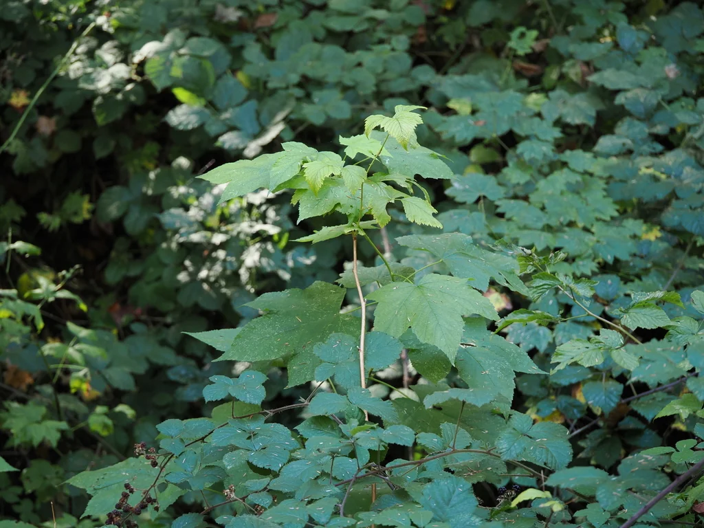 Rubus Parviflorus
