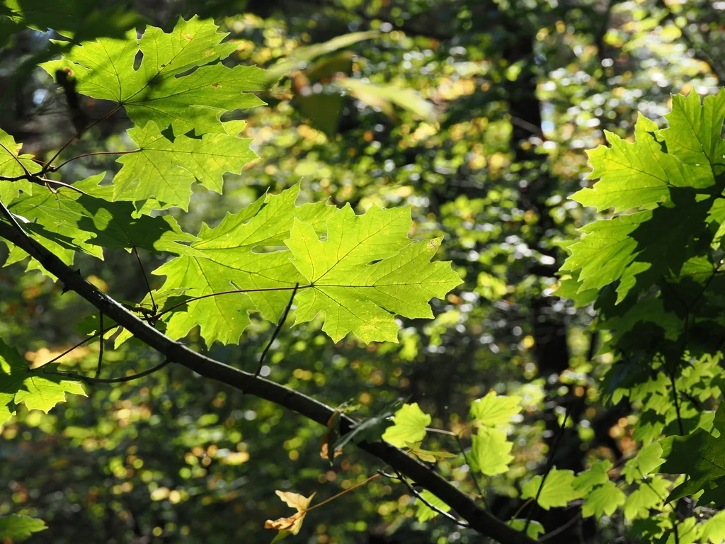Acer Macrophyllum