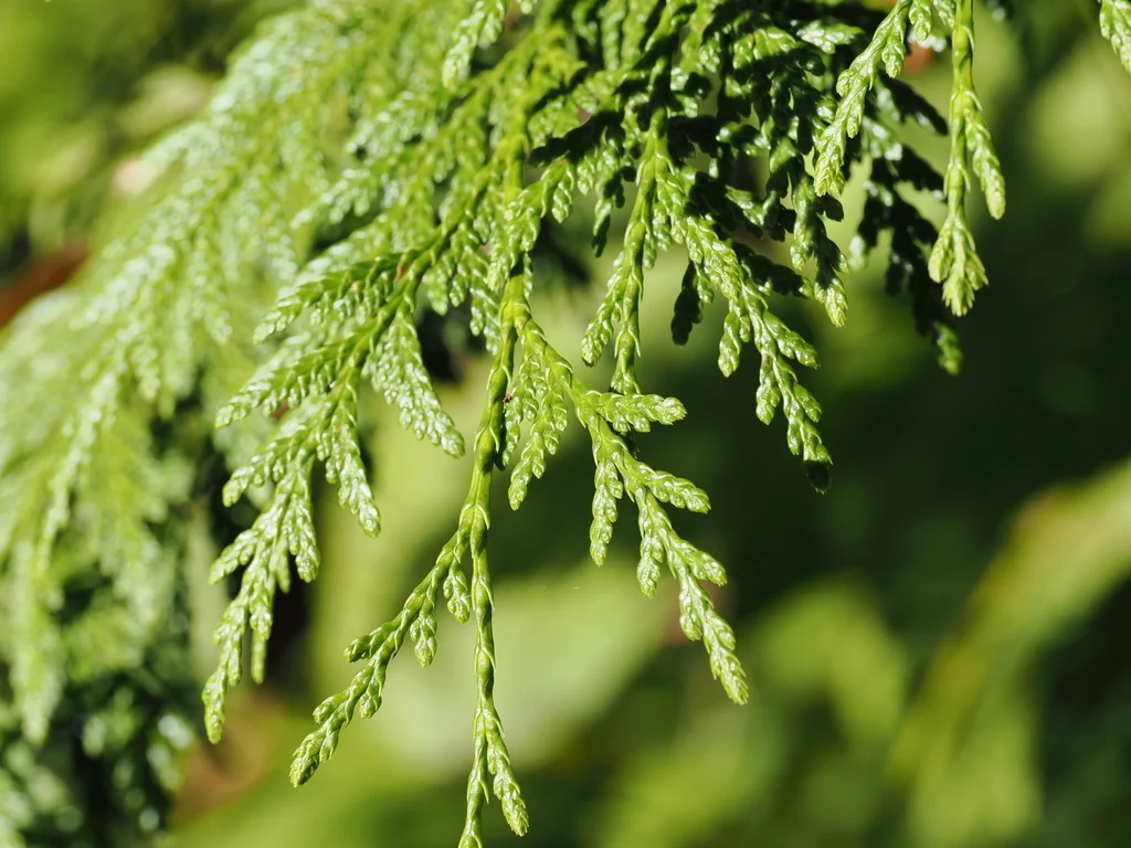 Thuja plicata
