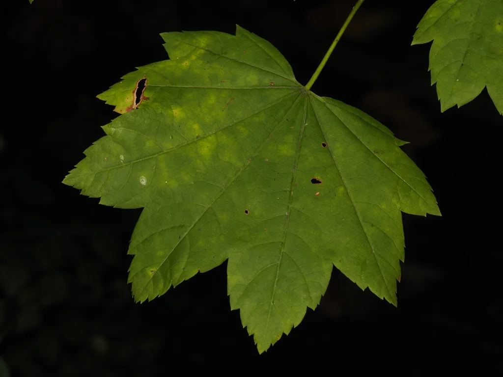 Acer Palmatum