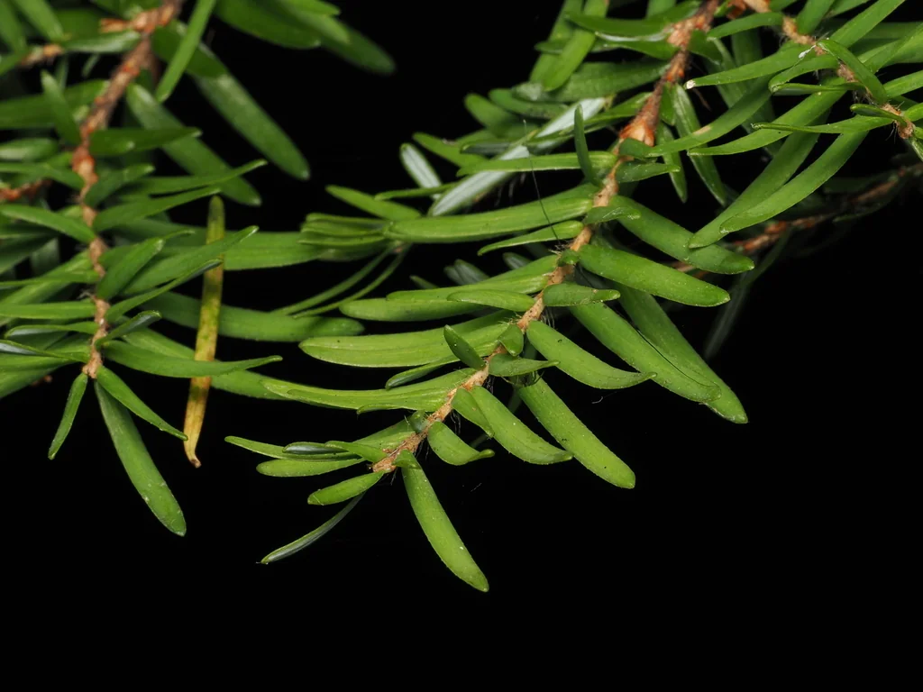 Tsuga Heterophylla