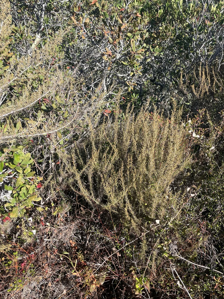 Artemisia Californica