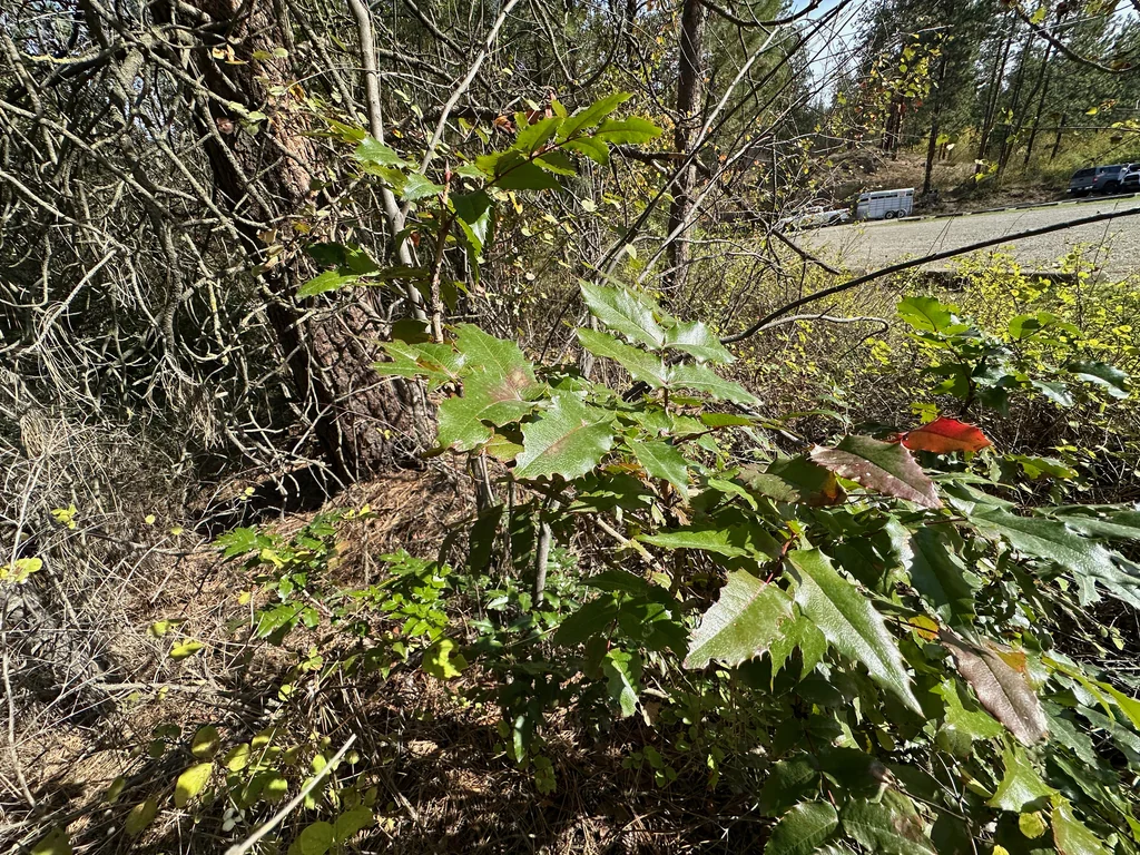 Mahonia Aquifolium