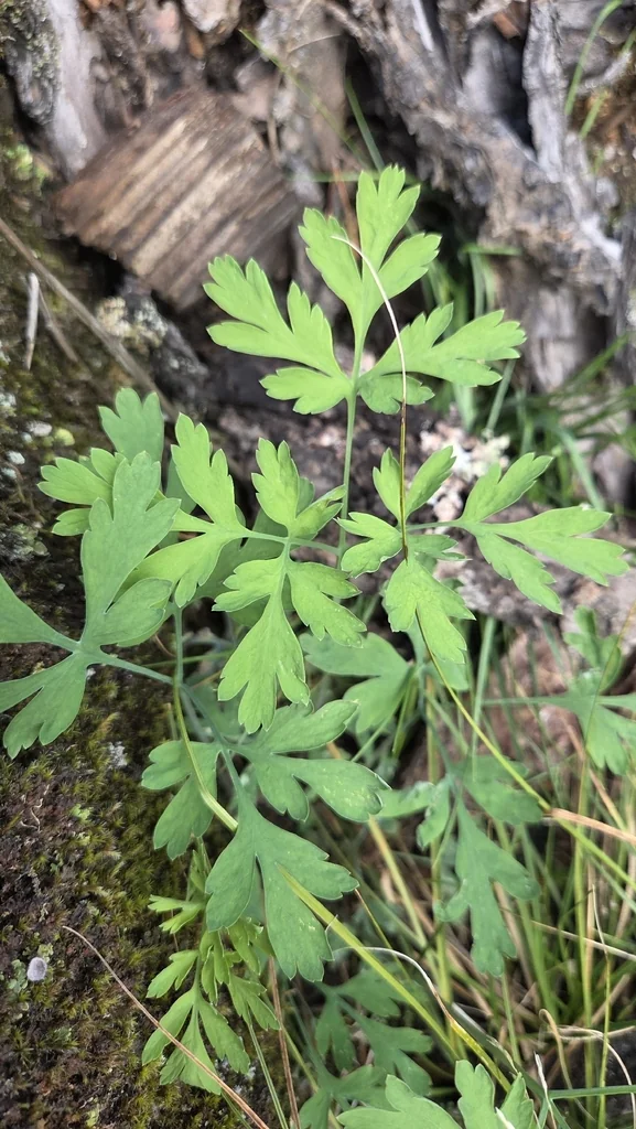 Dicentra Formosa