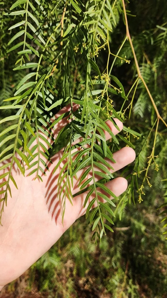 Schinus Molle