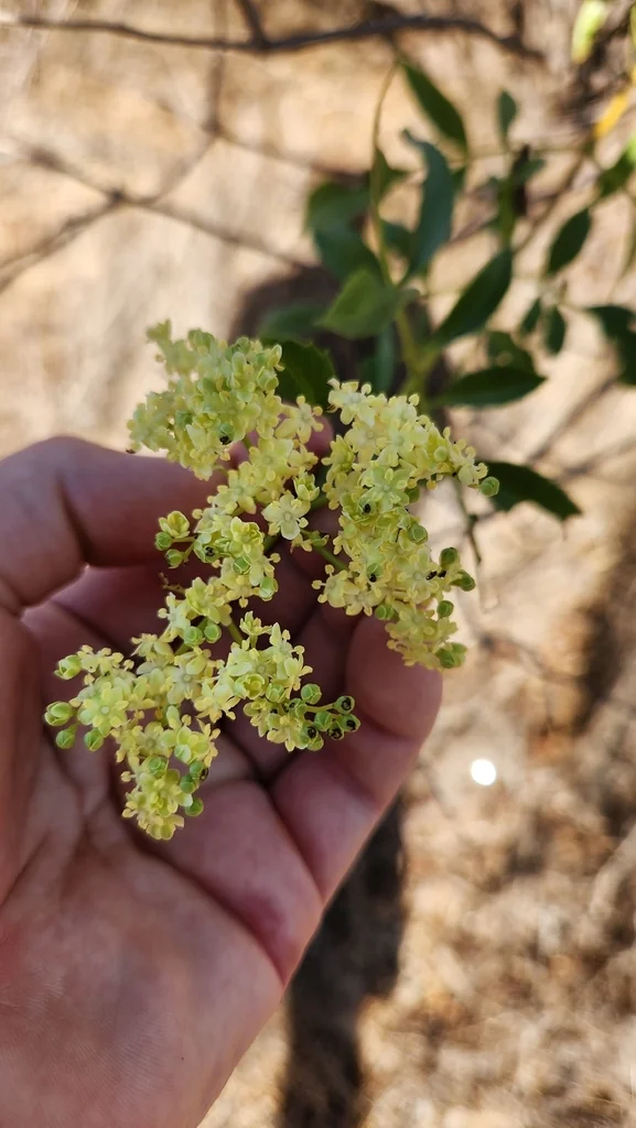Sambucus Mexicana
