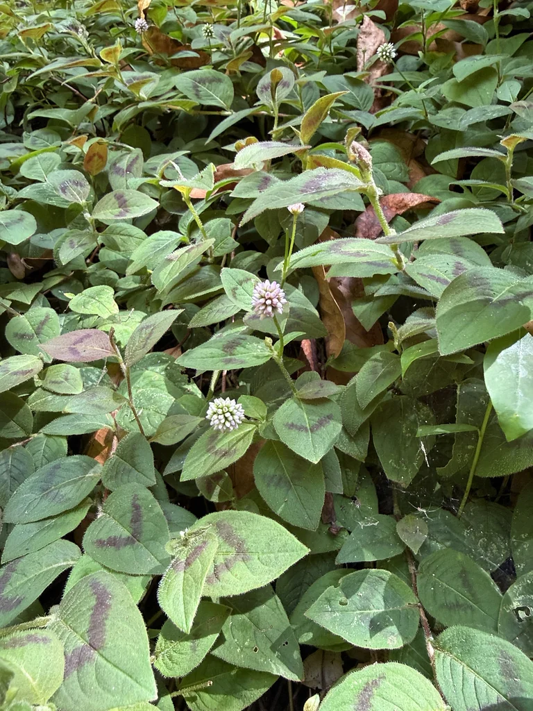 Persicaria Capitata