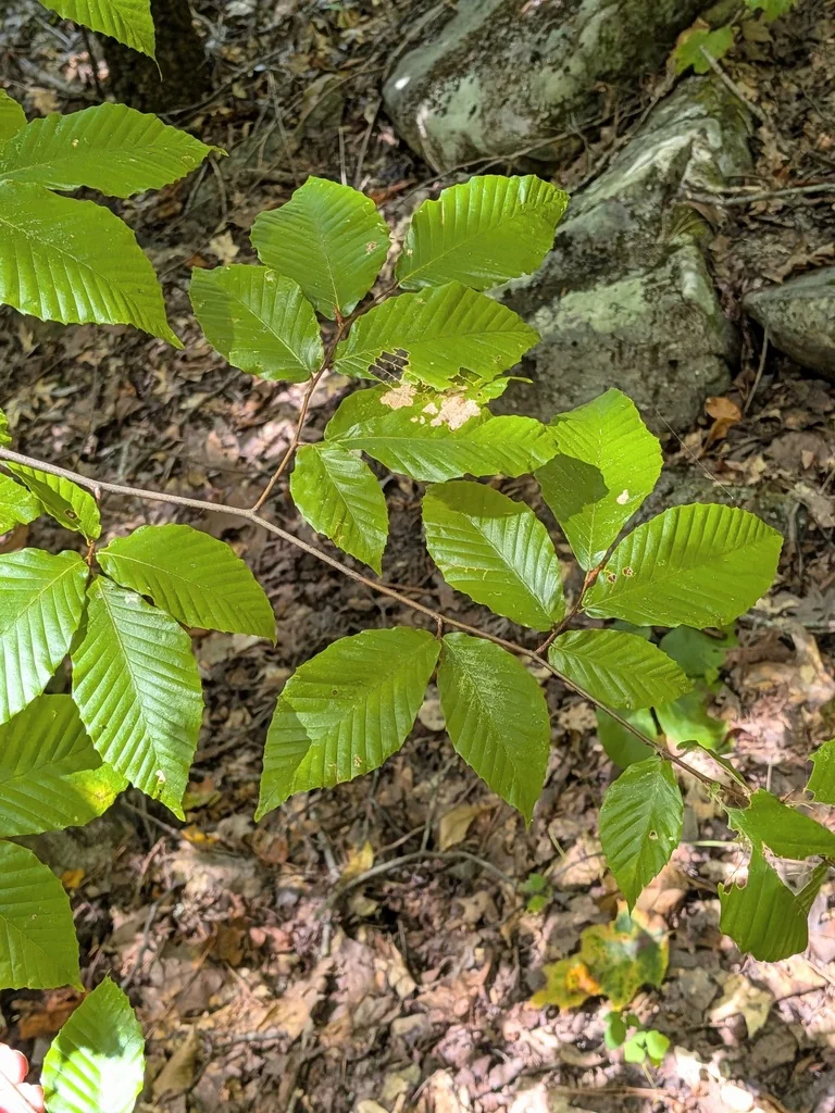 Fagus grandifolia