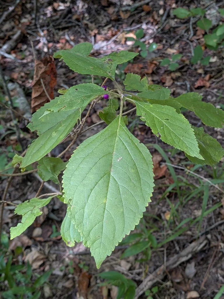 Callicarpa Americana