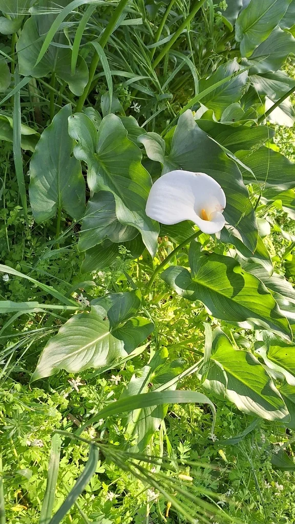 Zantedeschia Aethiopica