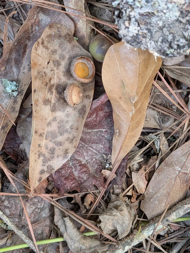 Quercus Phellos