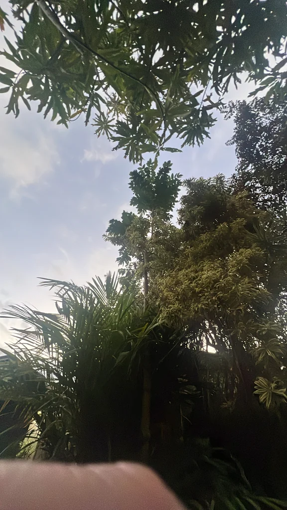 Spathodea Campanulata
