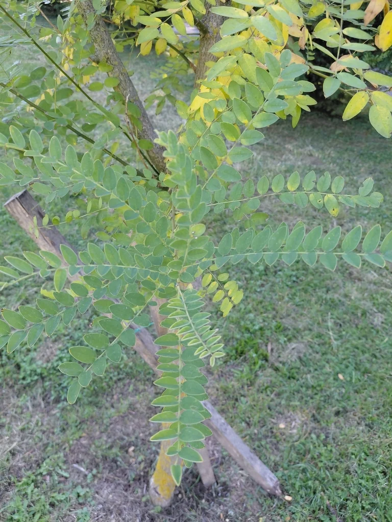 Styphnolobium Japonicum
