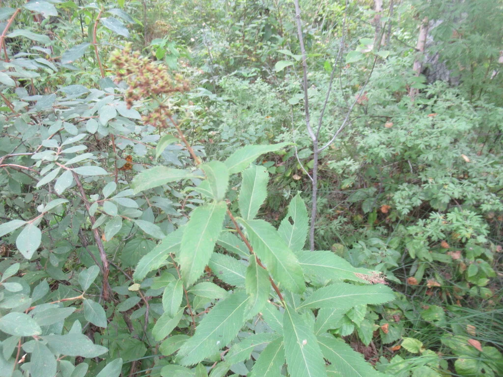 Spiraea Arguta