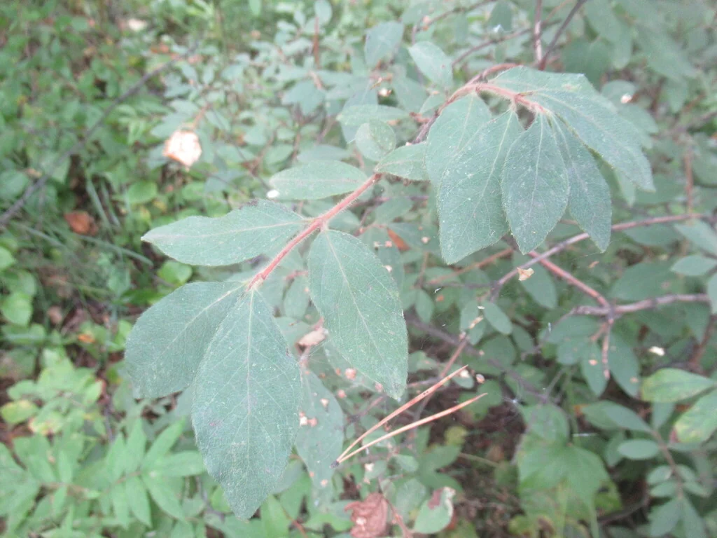 Lonicera Caerulea