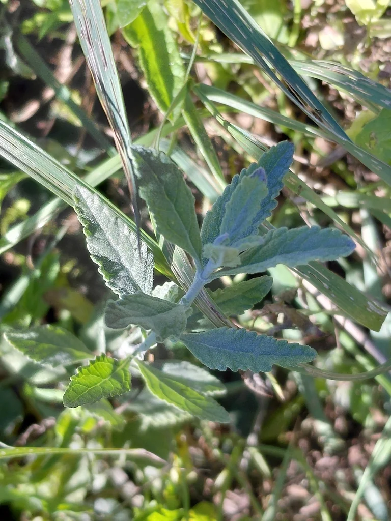 Perovskia atriplicifolia