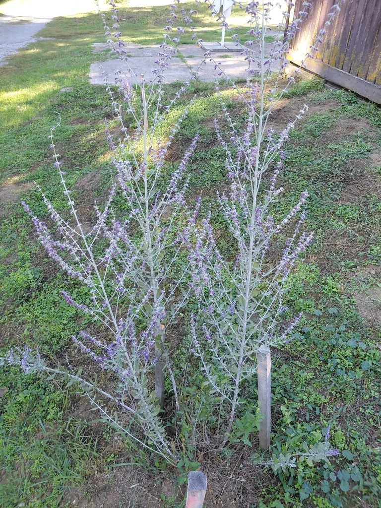 Perovskia atriplicifolia