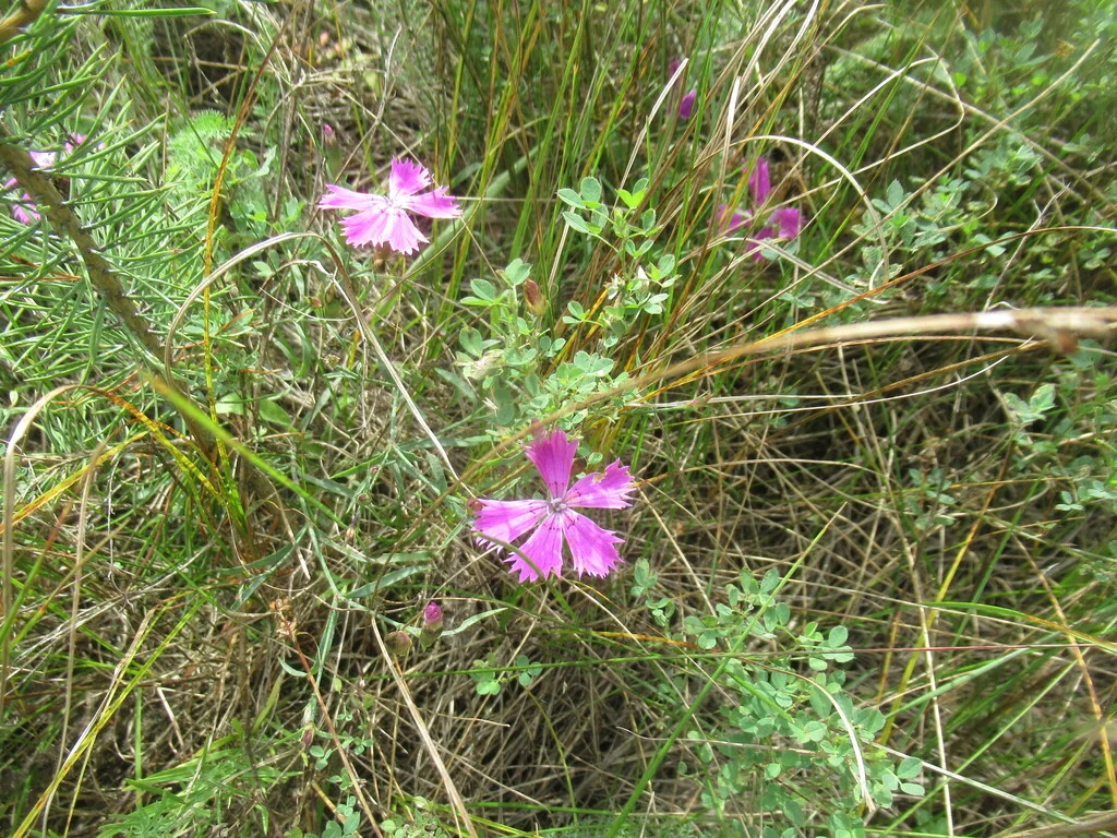 Dianthus Chinensis