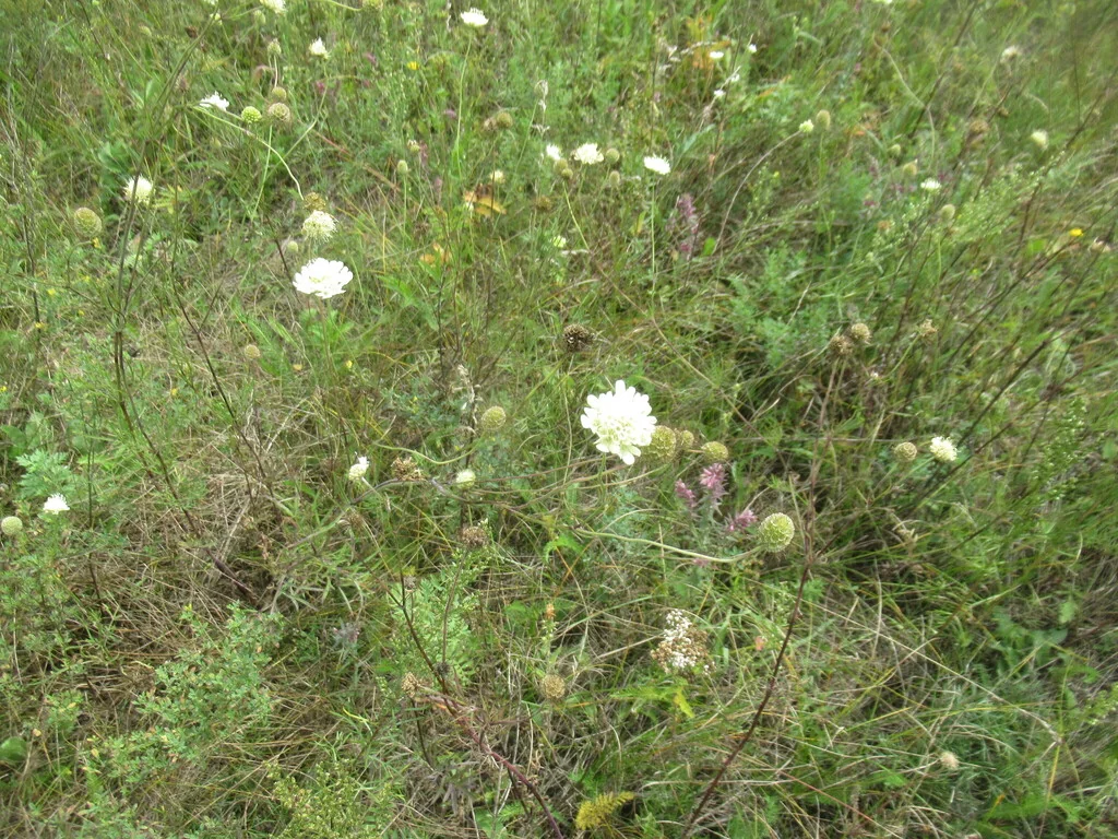 Scabiosa Ochroleuca
