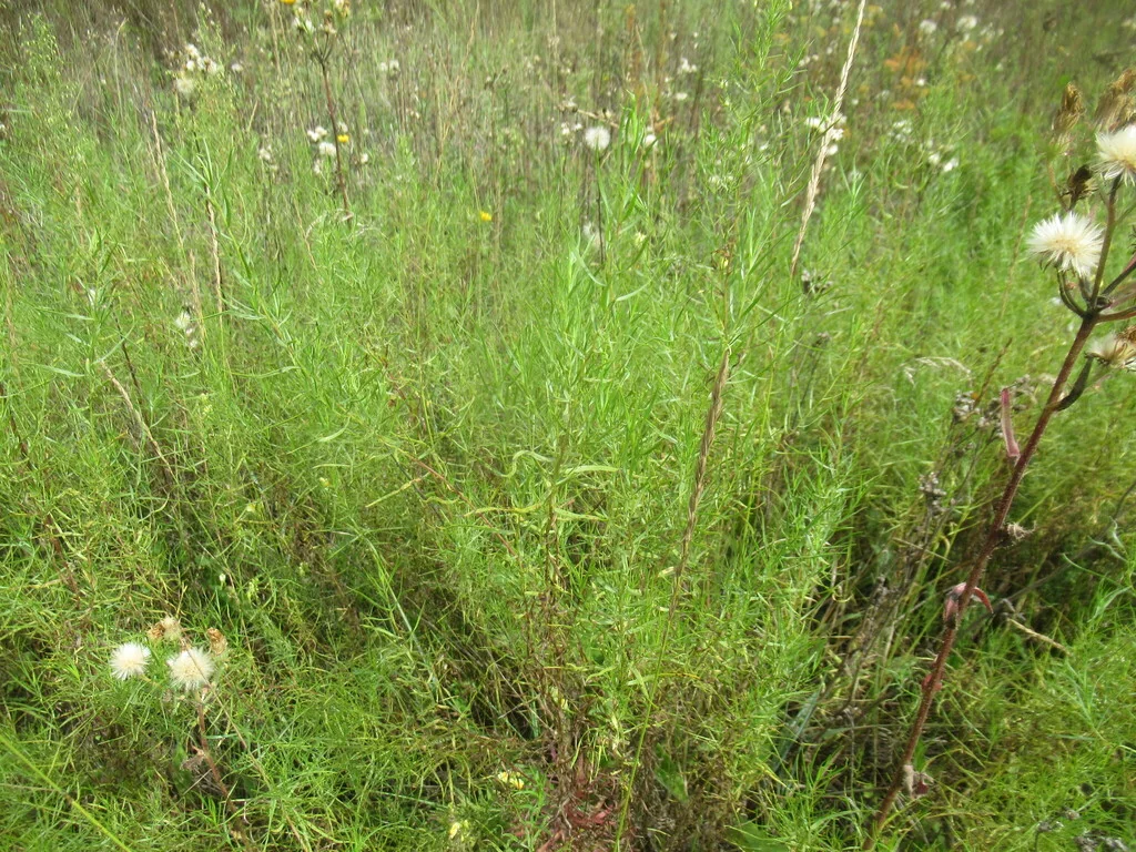 Artemisia Dracunculus
