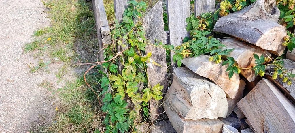 Humulus Lupulus
